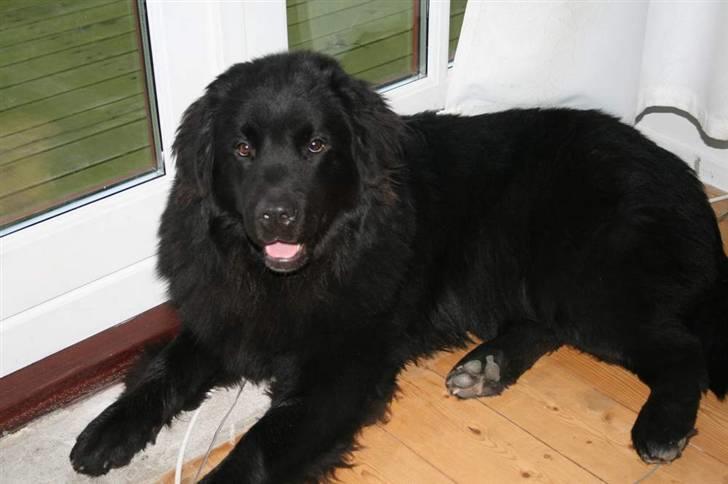 Newfoundlænder Aya billede 4