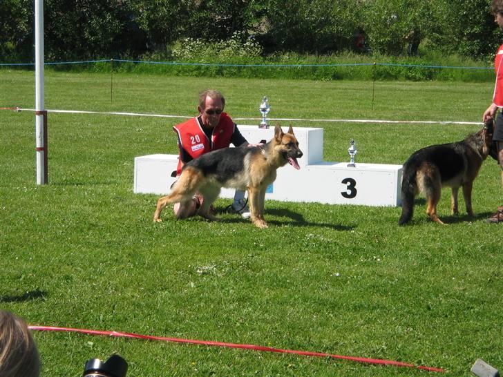 Schæferhund Akacias Indiana (Indi) - Klassevinder på skuet i Suså billede 12