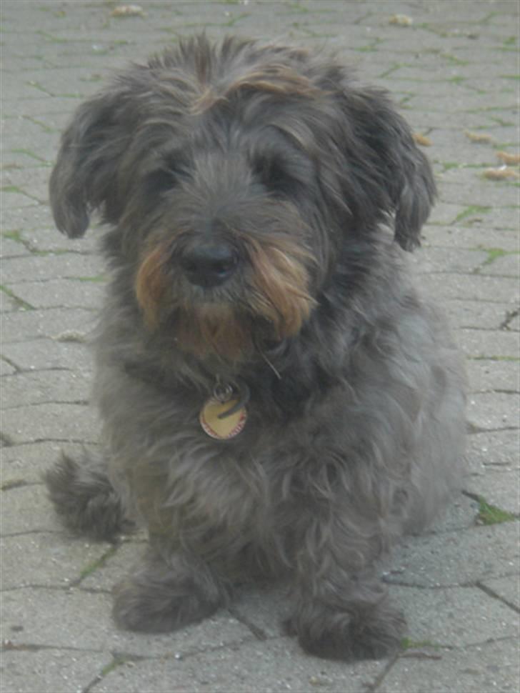 Blanding af racer Olivia - Olivia i indkørslen billede 1