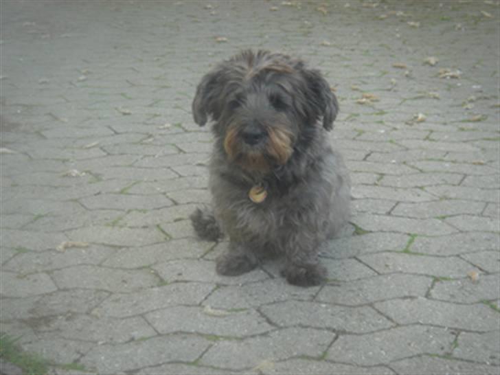 Blanding af racer Olivia - I Indkørslen igen billede 2