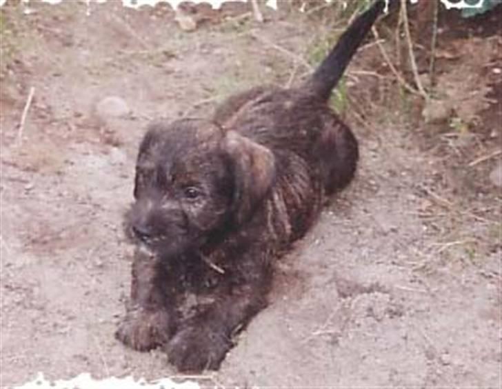 Blanding af racer Olivia - Olivia som hvalp billede 3