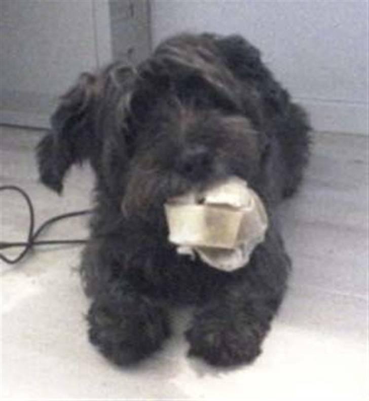 Blanding af racer Olivia - Olivia med bold billede 4