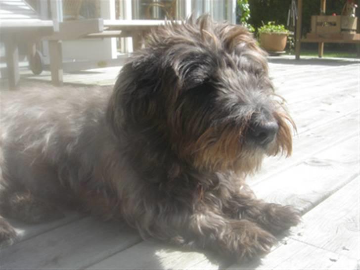 Blanding af racer Olivia - Olivia nyder solen på terassen billede 5