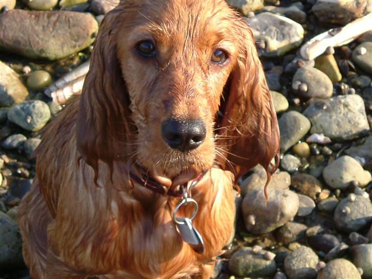 Cocker spaniel Channel billede 18