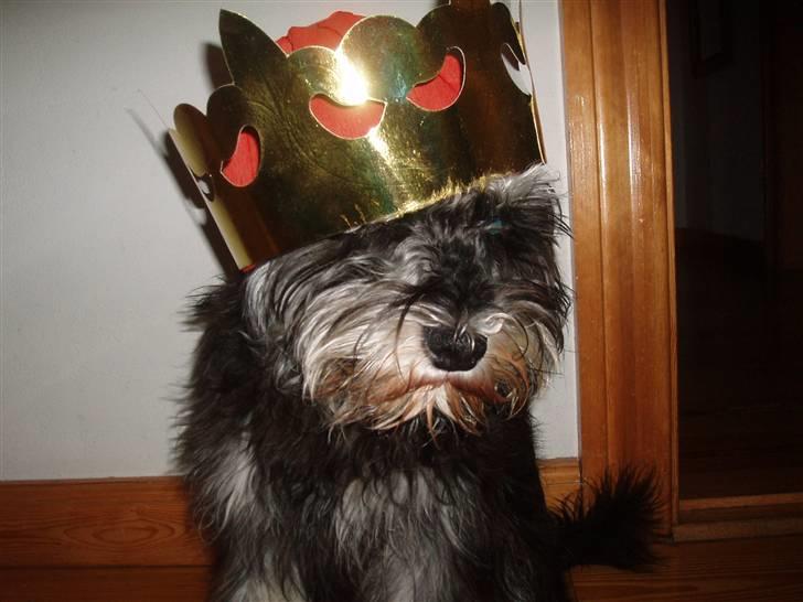 Dvaergschnauzer *Hr. Albert* - jaaaaa! jeg blev kattekonge!!! det skulle da hedde hundekonge ;)...thi hi... billede 8