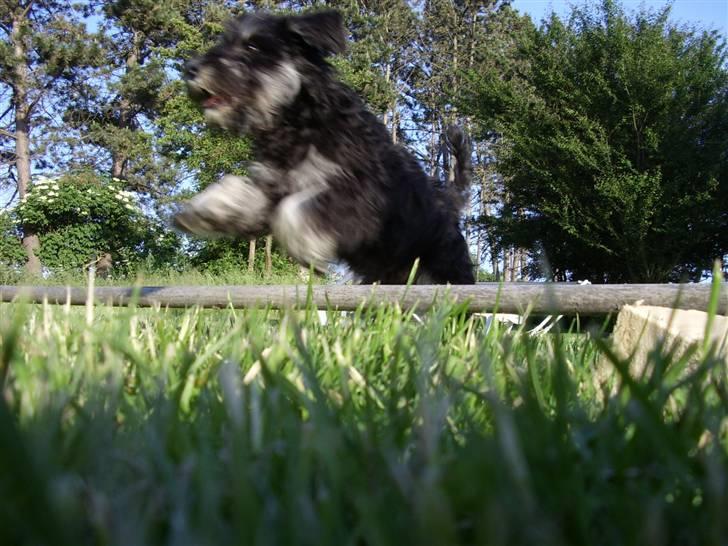 Dvaergschnauzer *Hr. Albert* - AF BANEN... her kommer agilitymesteren... hoplaaa...   billede 9