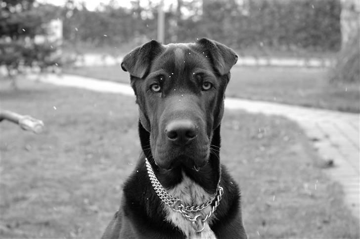 Blanding af racer Buddy - Buddy i snevejr.. det kan han ikke forstå billede 1