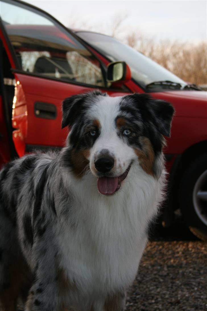 Australian shepherd PM Dumbledore in Disquise - Februar 2008... billede 1