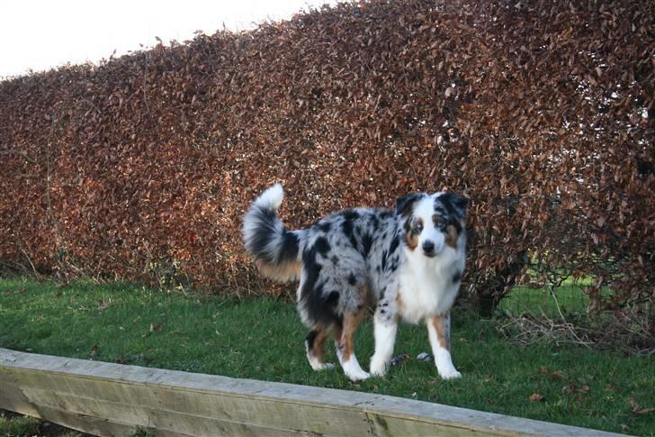 Australian shepherd PM Dumbledore in Disquise - Februar 2008... billede 2