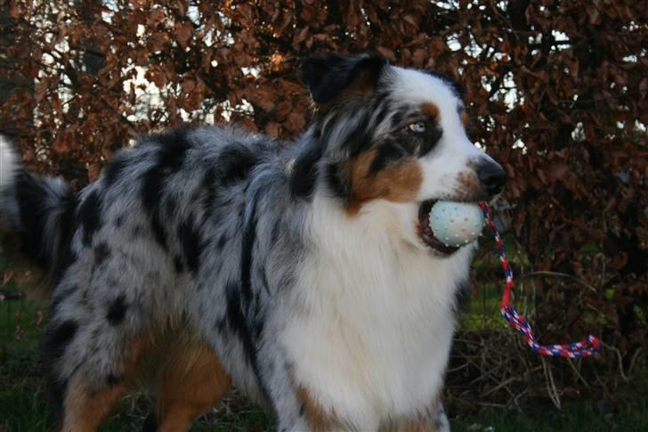 Australian shepherd PM Dumbledore in Disquise - Februar 2008... billede 3
