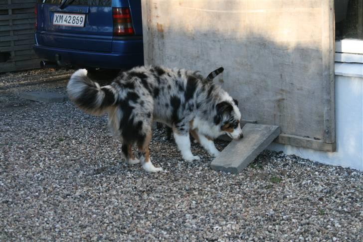 Australian shepherd PM Dumbledore in Disquise - Februar 2008... billede 4