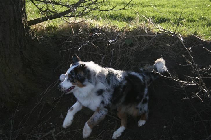 Australian shepherd PM Dumbledore in Disquise - Februar 2008... billede 5