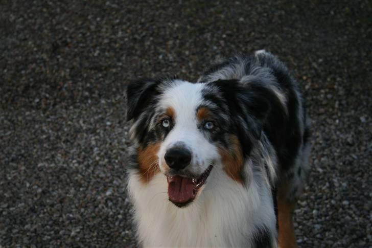 Australian shepherd PM Dumbledore in Disquise - Februar 2008... billede 6