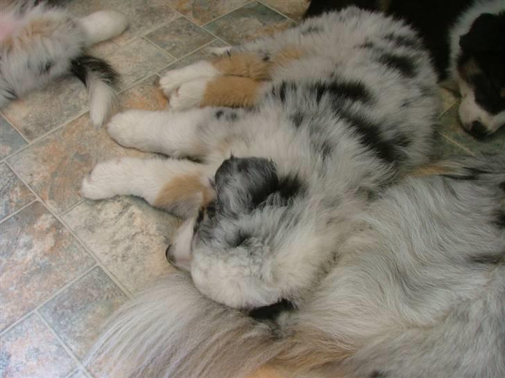 Australian shepherd PM Dumbledore in Disquise - ZZzzzZZZZ... billede 7