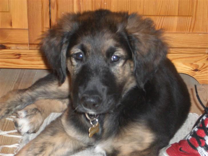 Blanding af racer Bailey - Bailey 3 mdr billede 1