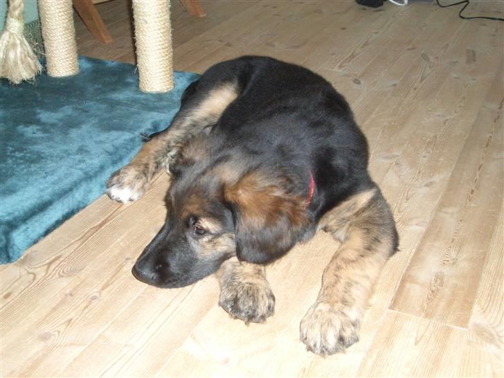 Blanding af racer Bailey - Bailey 3 mdr billede 2