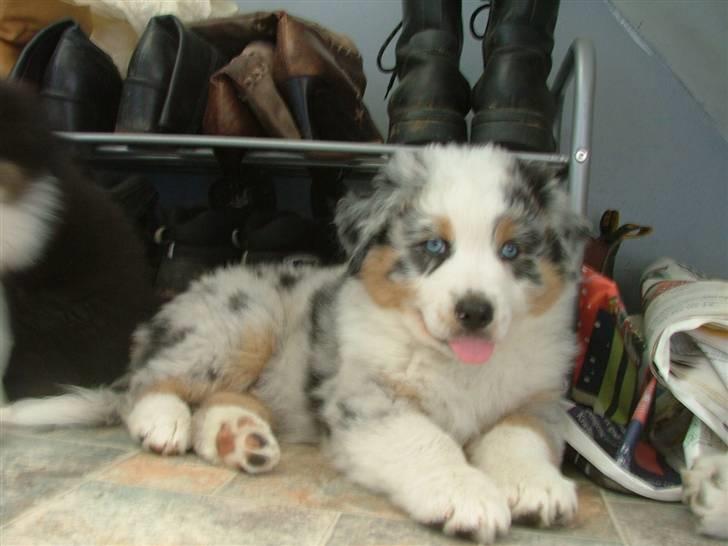 Australian shepherd PM Dumbledore in Disquise billede 8