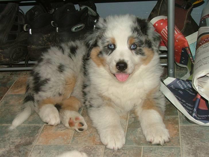 Australian shepherd PM Dumbledore in Disquise billede 9