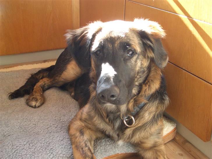 Blanding af racer Bailey - Bailey 6 mdr billede 3