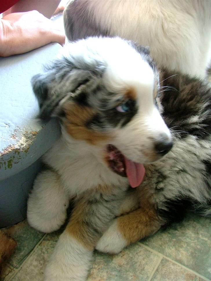 Australian shepherd PM Dumbledore in Disquise billede 10