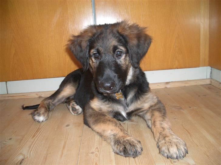 Blanding af racer Bailey - Bailey 4 mdr billede 4