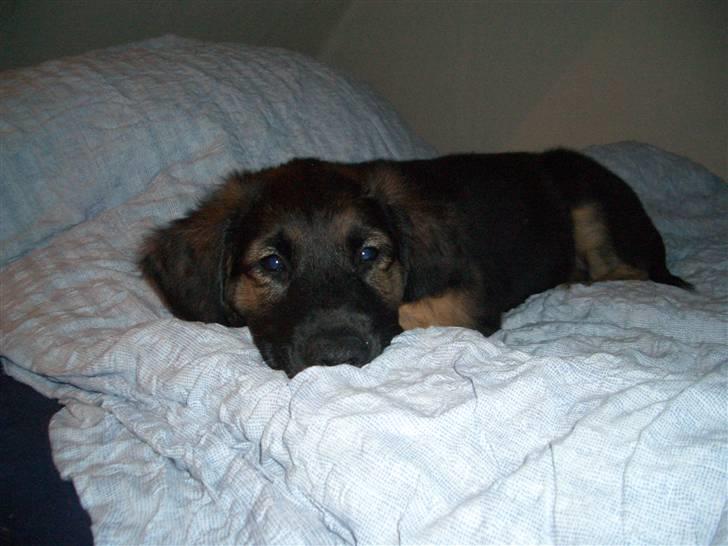 Blanding af racer Bailey - Bailey 3-4 mdr billede 5