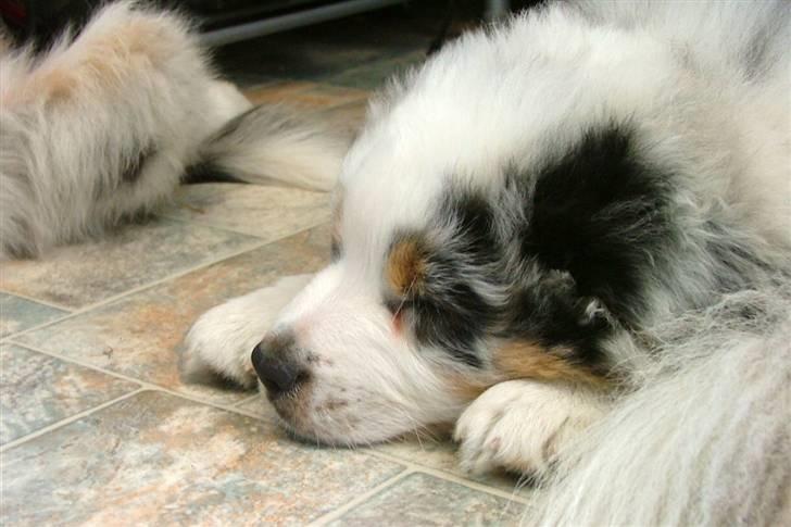 Australian shepherd PM Dumbledore in Disquise billede 11