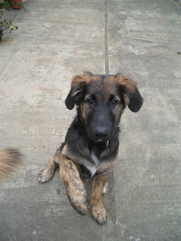 Blanding af racer Bailey - Bailey 4-5 mdr billede 6