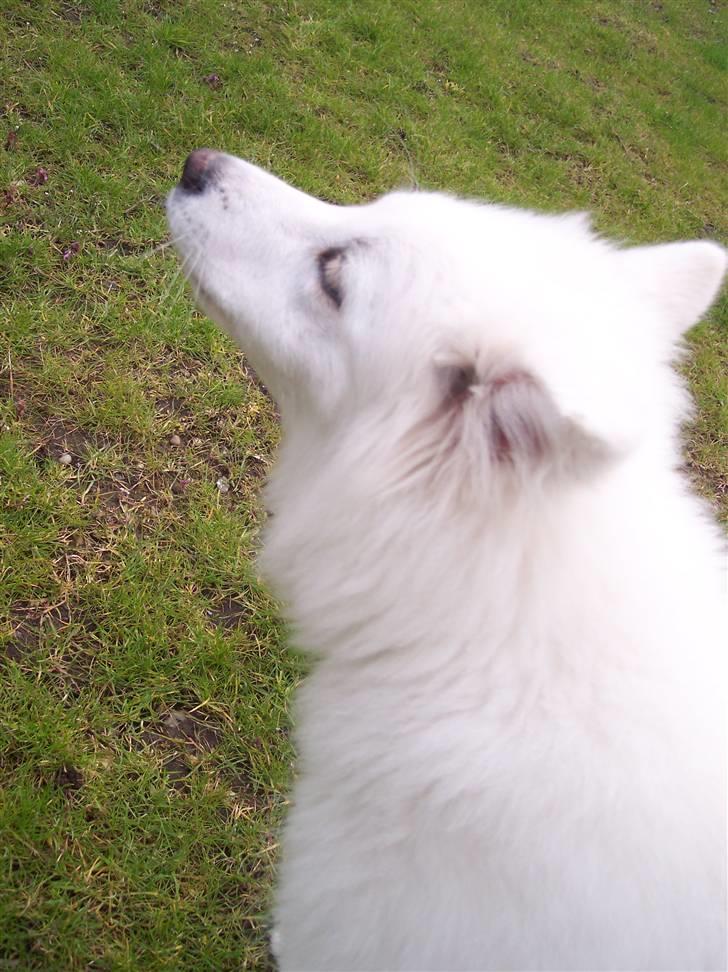 Samojedhund Smilla billede 15