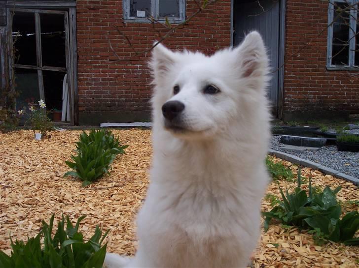 Samojedhund Smilla billede 16