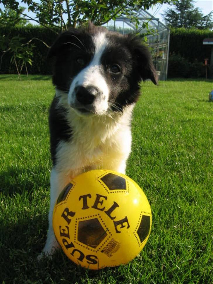 Border collie RHLP1 Asasara Du Er Salsa - Er I klar..... Salsa 12 ½ uge billede 12