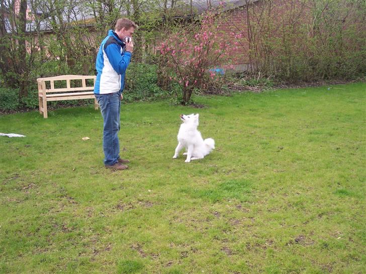 Samojedhund Smilla billede 17