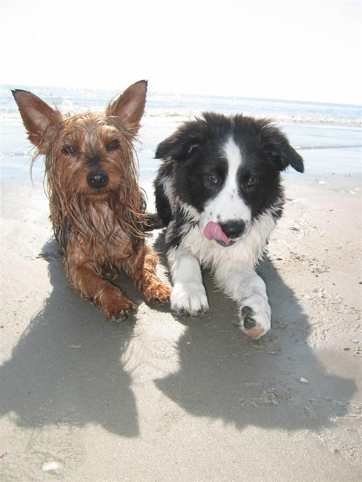 Border collie RHLP1 Asasara Du Er Salsa - Barney & mig på stranden juni 2007 billede 13