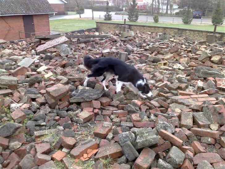 Border collie RHLP1 Asasara Du Er Salsa - Salsa søger i ruinen i Tinglev på træningsweekend marts 2008 billede 14