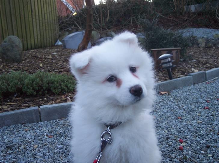 Samojedhund Smilla billede 18