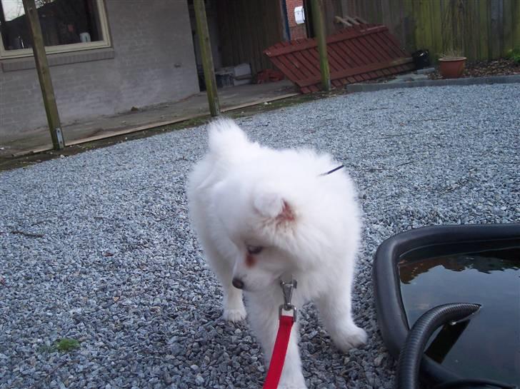 Samojedhund Smilla billede 19