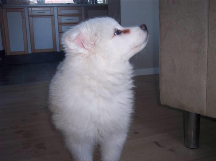 Samojedhund Smilla billede 20