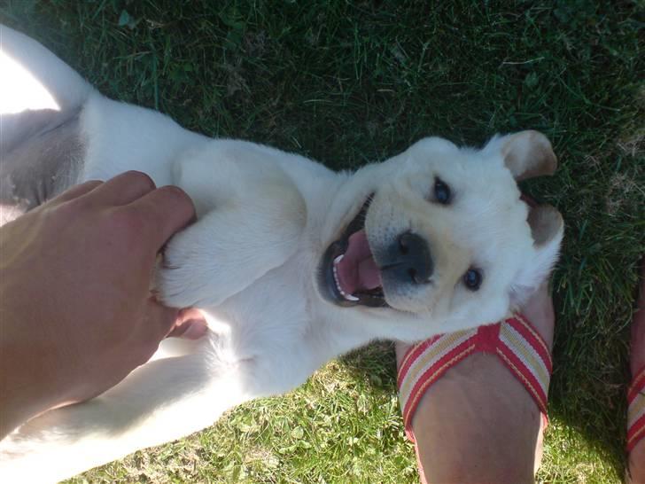 Labrador retriever Rolex - 49 dage billede 11