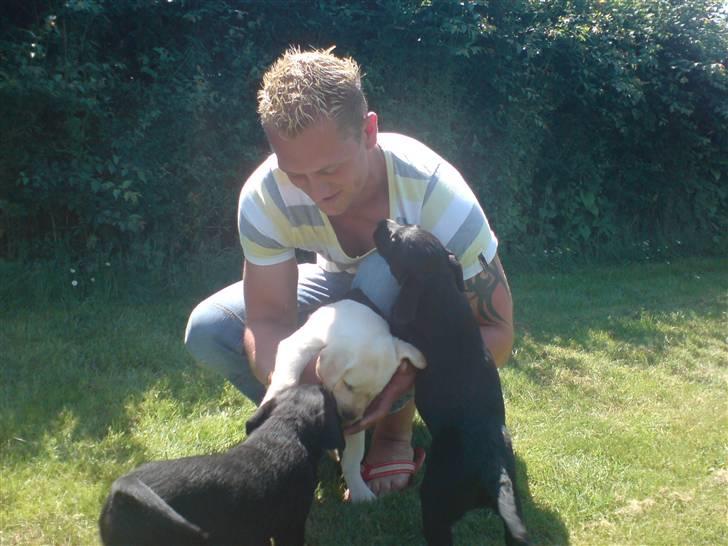 Labrador retriever Rolex - 49 dage billede 12