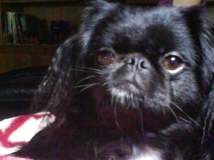 Blanding af racer Fie billede 6