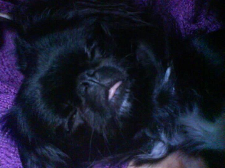 Blanding af racer Fie billede 7