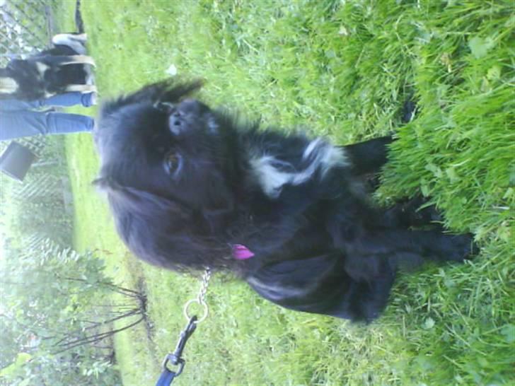 Blanding af racer Fie billede 8