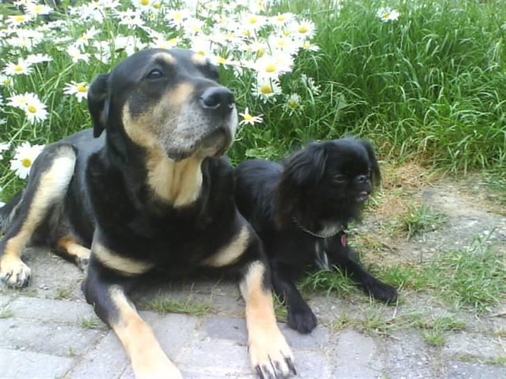 Blanding af racer Fie - lady og fie sammen, rigtig portræt...-s- billede 10