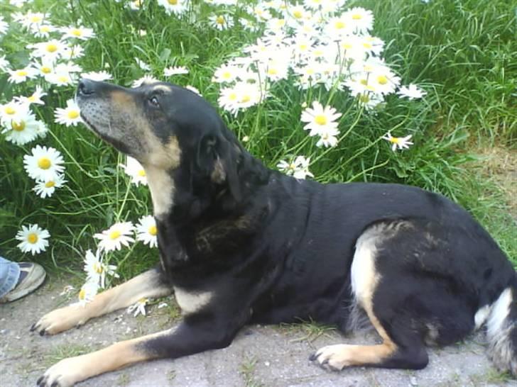 Blanding af racer Lady (død 07.01.08) billede 1