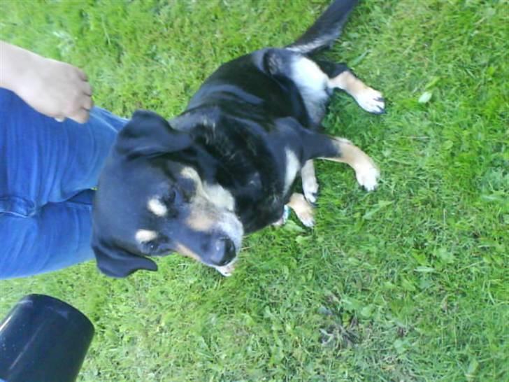 Blanding af racer Lady (død 07.01.08) billede 2