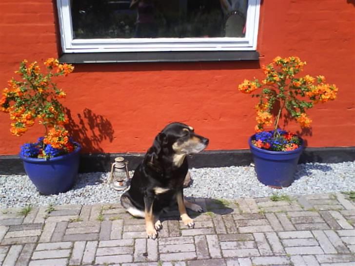 Blanding af racer Lady (død 07.01.08) billede 4