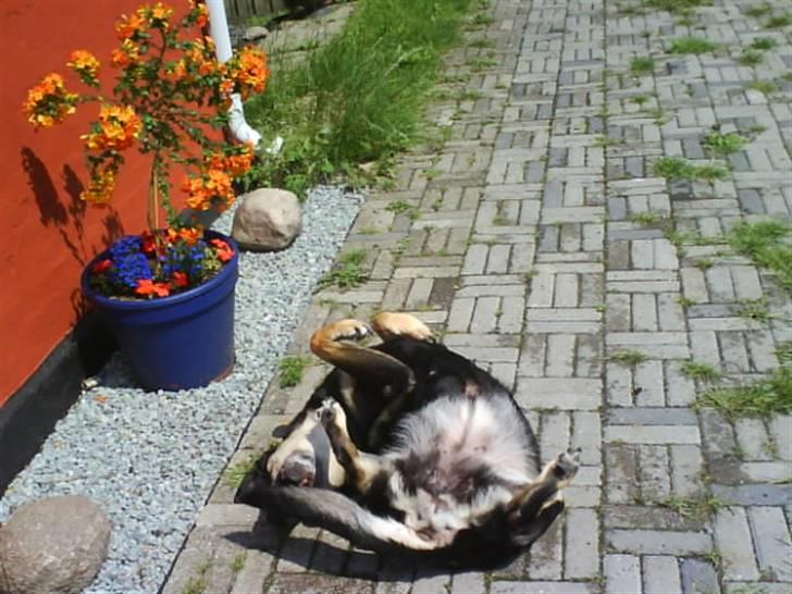 Blanding af racer Lady (død 07.01.08) billede 6