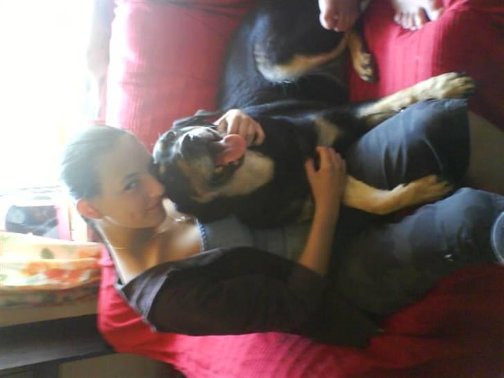 Blanding af racer Lady (død 07.01.08) billede 7