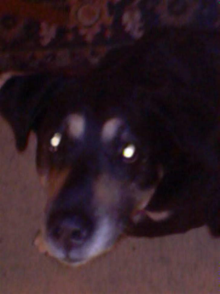 Blanding af racer Lady (død 07.01.08) billede 9