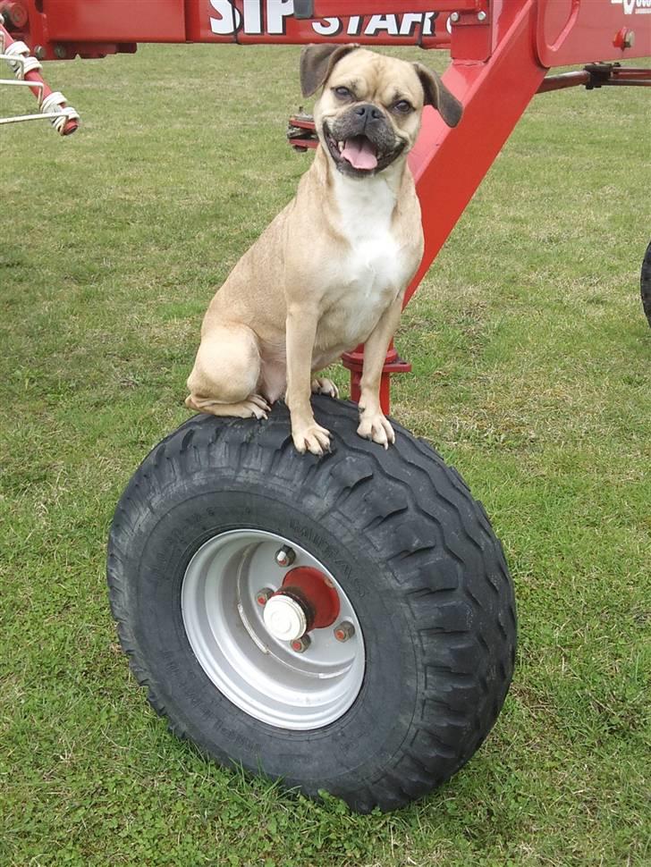 Blanding af racer     Laura Mops/Terrier (død) - Happiest go lucky hund ! billede 1